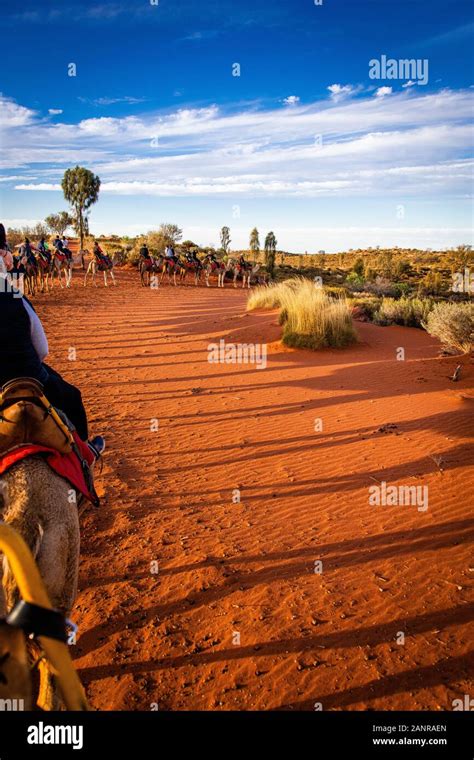 A Silhouette Of A Camel Sunset Tour In The Australian Outback Uluru