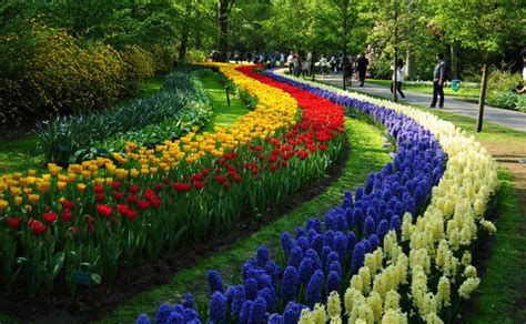 Os Mais Belos Jardins Do Mundo Bulb Flowers Large Flowers Beautiful