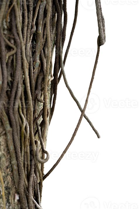 Plant Roots Isolated Nature Element 24867365 Png