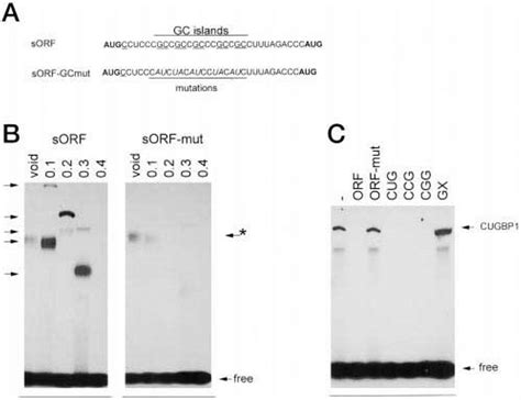 Mouse CUGBP1 binds to RNA via GCN repeats. A, mutations of GCN islands ...