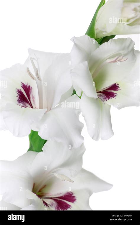 White Gladioli Gladiolus Grandiflora Stock Photo Alamy