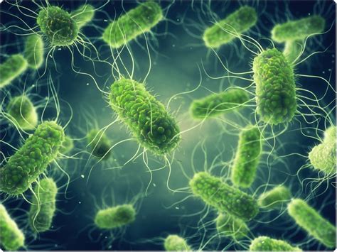 Bacterial Acid Tolerance System