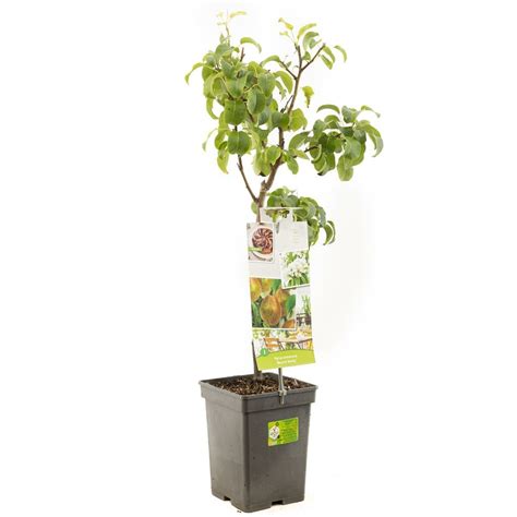 Perenboom Pyrus c Beurré Hardy 90 cm DeOosteindeOnline nl