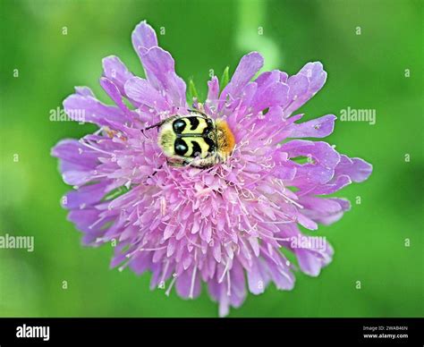 Eurasian Bee Beetle Trichius Fasciatus Or Paintbrush Beetle Covered