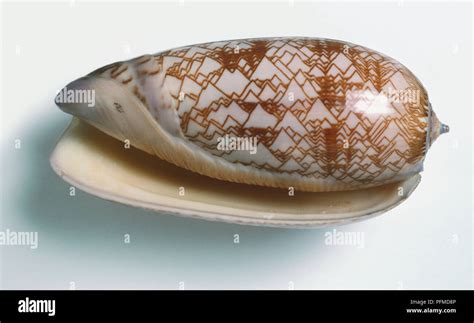 Tent Olive Shell Oliva Porphyria Stock Photo Alamy