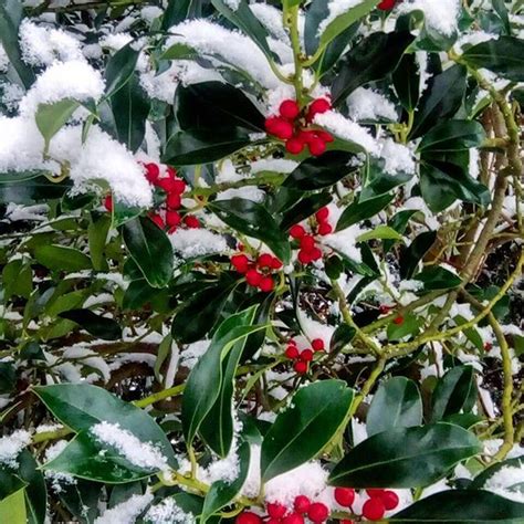 Einen Kaffee Und Zur Ck Zum Schneeflocken Z Hlen Kaffee Espresso