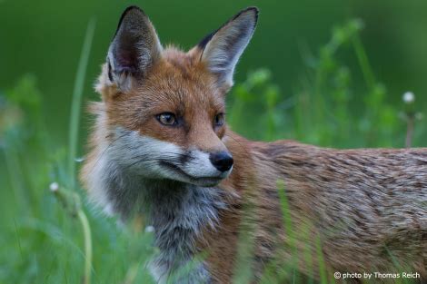 Foto Fuchs Ohren Seitenansicht | Thomas Reich, bilderreich