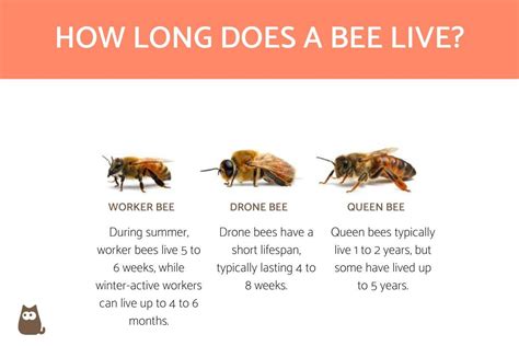 How Long Does A Bee Live Types Of Bees And Their Lifespan