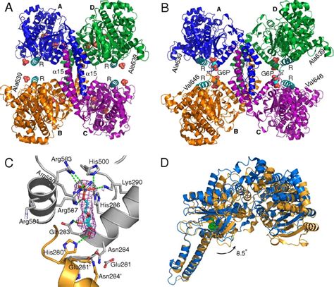 PDB 101 Molecule Of The Month Glycogen Phosphorylase 46 OFF