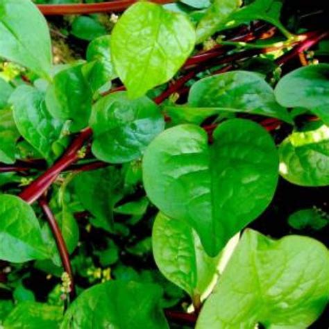 Organic Malabar Spinach Kodi Pasalai Seeds Open Pollinated Seed2plant