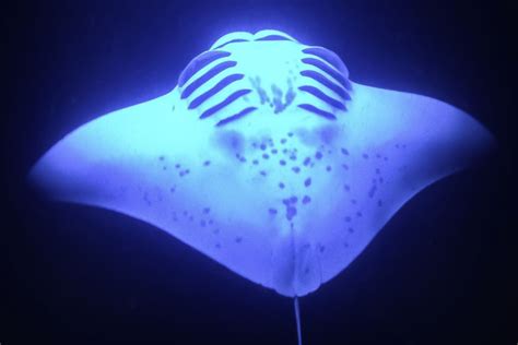 Kailua Crucero nocturno en Manta Raya con opción de snorkel GetYourGuide