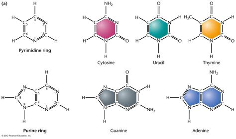 DNA