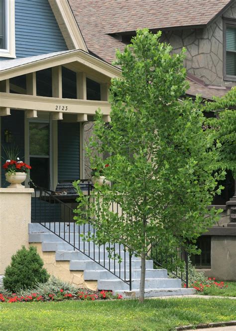 14 Favorite Front Yard Trees Hgtv