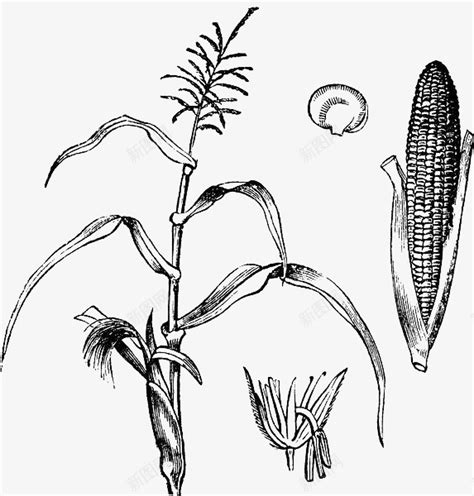 黑色手绘玉米杆png图片免费下载 素材7JJqPegVg 新图网