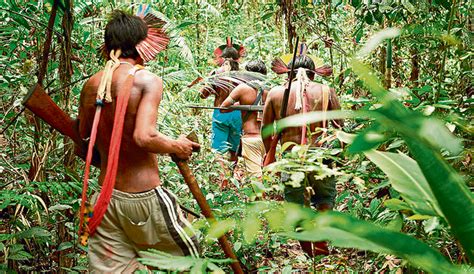 4 países expresan preocupación por la Ley Forestal del Congreso