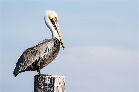 Brown Pelican in Rockport, Texas | Pictures and Prints