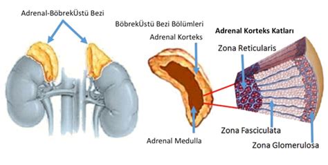 Böbrek Üstü Bezi