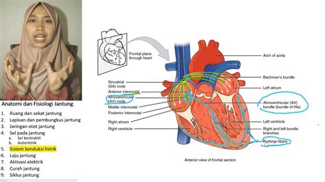 Anatomi Fisiologi Jantung Sistem Konduksi Listrik Youtube - Riset