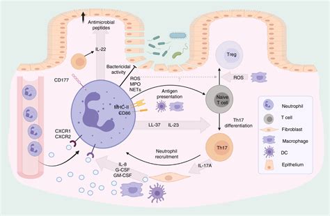 Neutrophilt Cell Crosstalk In Inflammatory Bowel Disease Kvedaraite