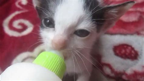 Bottle Feeding Neonatal Orphan Kitten Asmr Hands For Purrs