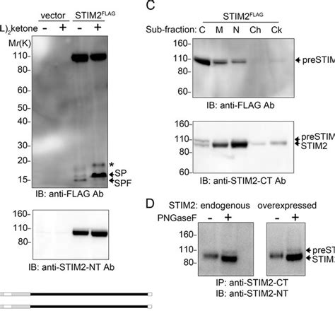 STIM2 biosynthesis is identical to STIM2-Fc and is modified by ...