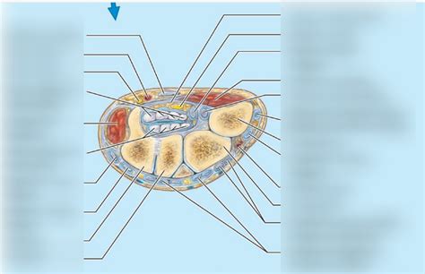 Carpal Tunnel Labeling Diagram Quizlet