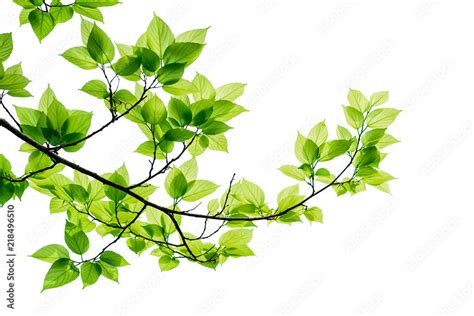 Green Tree Leaves And Branches Isolated On White Background Stock