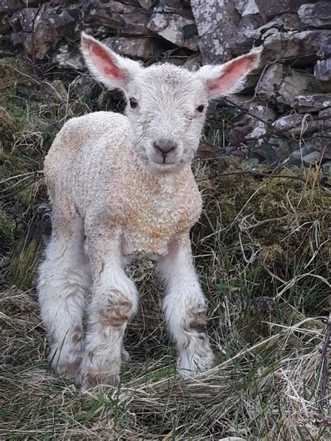 Pin By Jeff Fitzpatrick Adams IRISH C On IRELAND Country Life Ireland