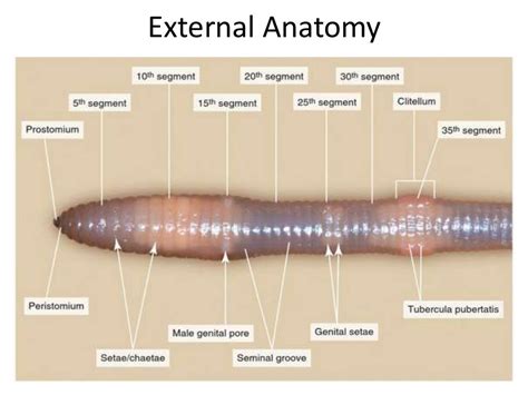 Earthworm presentation