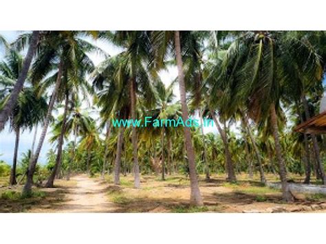 Acres High Yield Coconut Farm For Sale In Udumelpet Udumalapet