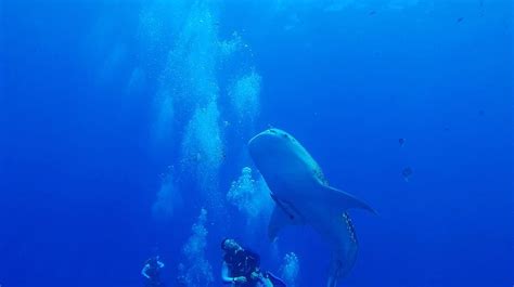 Muere Turista Estadounidense Por Ataque De Tiburón En Bahamas Tiburón