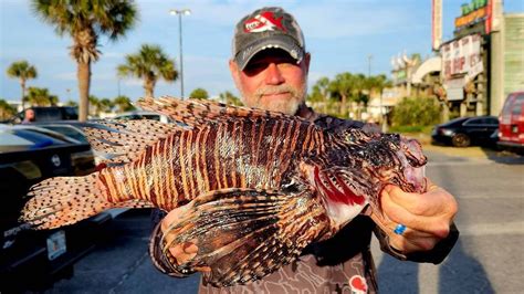 Divers Catch A Record 24699 Invasive Lionfish In Tournament Off