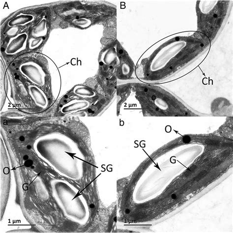 Ultrastructure Of The Mesophyll Cell Chloroplasts A And A A Download Scientific Diagram