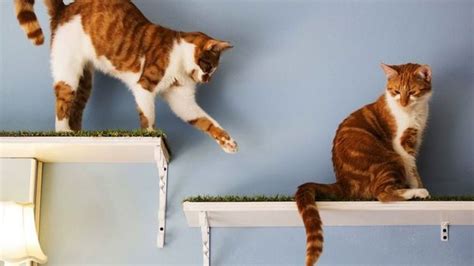 L Australie Impose Un Couvre Feu Pour Les Chats TF1 INFO