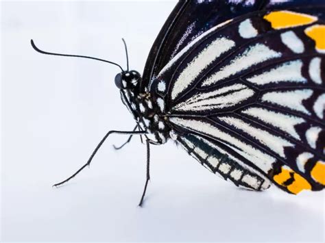 Explorando El Significado Espiritual De Las Mariposas Negras Y Naranjas En Diferentes Culturas