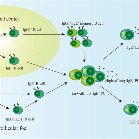 The Generation Of IgE LLPCs With The Help Of FDC And Tfh Cells In The