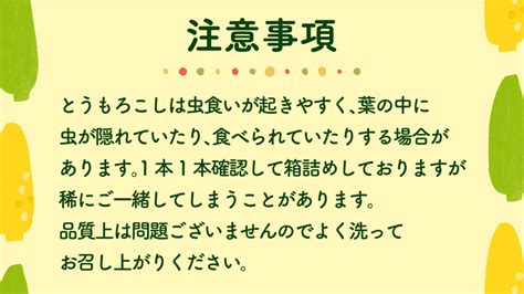 【先行予約 令和7年 6月下旬 以降発送 】 朝採り とうもろこし （ ゴールドラッシュ ） 約 6kg トウモロコシ スイートコーン コーン