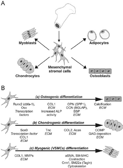 Differentiation Potential Of Bone Marrow Derived Stromal Cells A Download Scientific Diagram