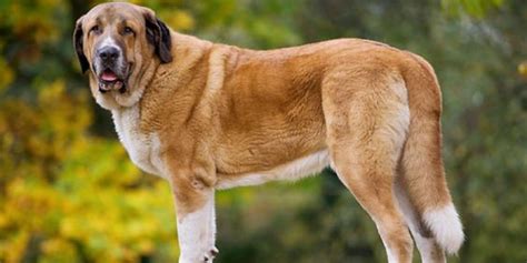 🐶 Spanish Mastiff - Dog Breed Information, Photo, Care, History - Fello.pet