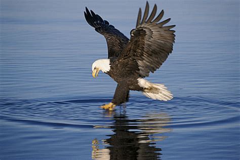 Best Places To See Bald Eagles In New England New England Today