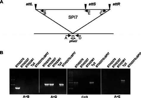 Clinical Isolates Of S Enterica Serovar Typhi Missing A Region