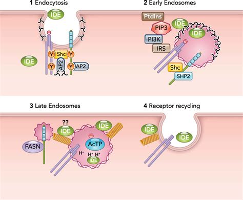 Hepatic Insulin Clearance Mechanism And Physiology Physiology