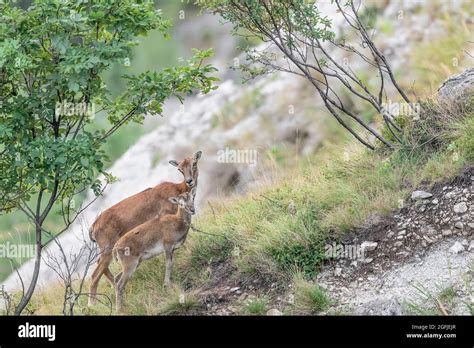 Fine Art Portrait Of Mouflon Female With Cub In The Alps Mountains