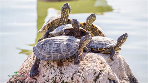 Ecotourism As A Tool For Conservation And Social Progress In Costa Rica