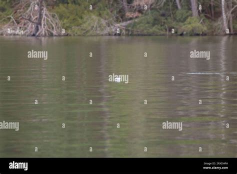 Female Bufflehead Duck Bucephala Albeola Swimming Toward The Camera