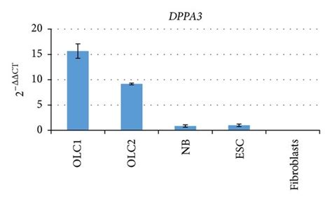 Oocyte Like Cells Derived From Occs Highly Express Germ Cell Markers