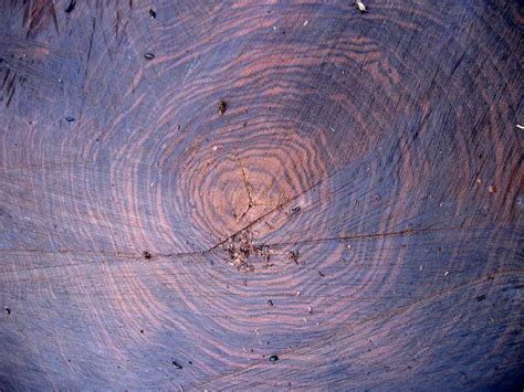 Tree Rings On Mature Walnut