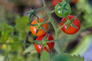 What Tomatoes Are Indeterminate Printable List Of 22 Types