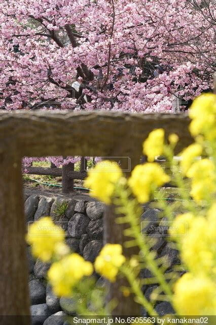 菜の花と河津桜の写真・画像素材 6505563 Snapmart（スナップマート）