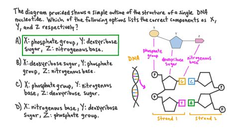 Structure Of Dna Nucleotide Bases